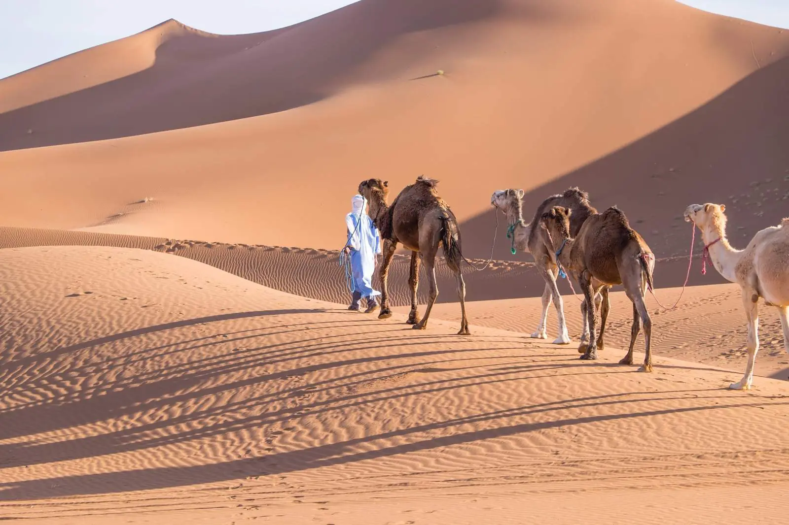 A camel caravan crossing the dunes of Erg Chigaga, near M’Hamid El Ghizlane